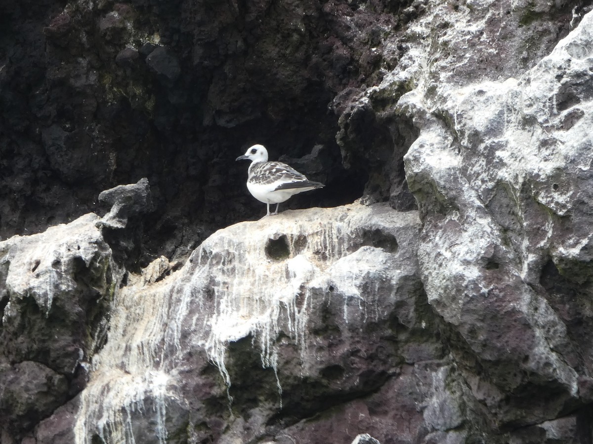 Swallow-tailed Gull - ML644777131