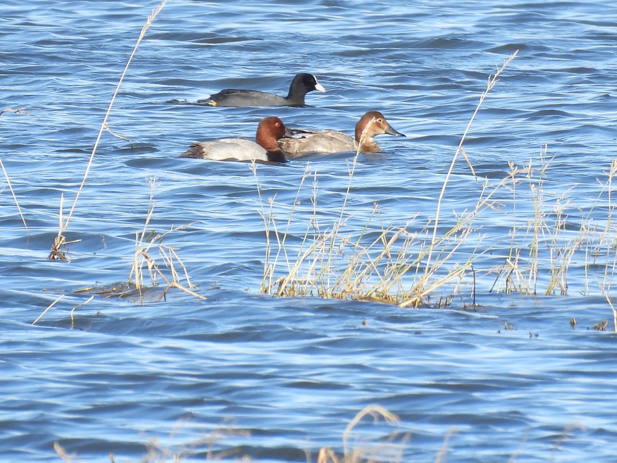 taffeland - ML644777133