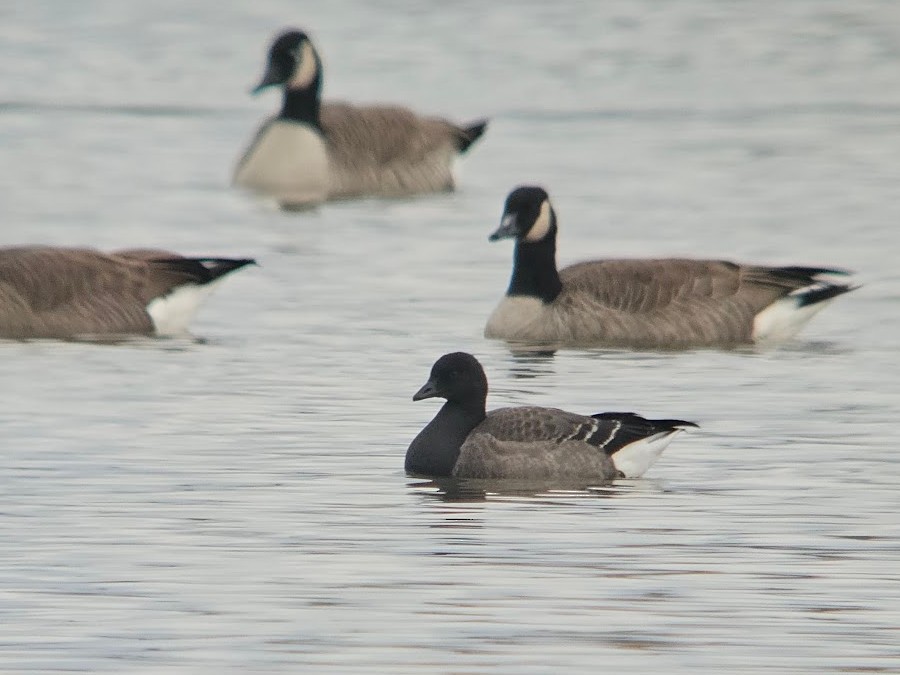 Brant - ML644777134