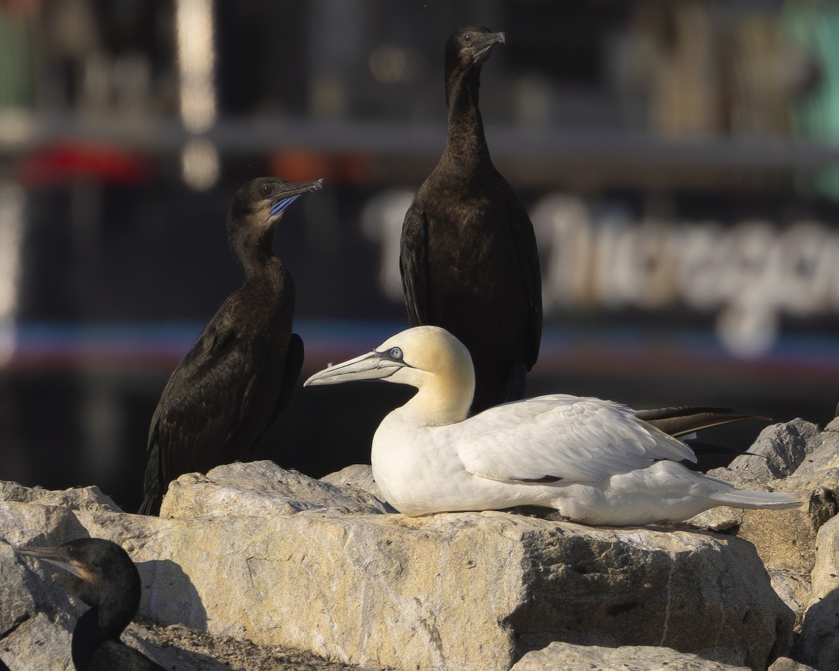 Northern Gannet - ML644777138