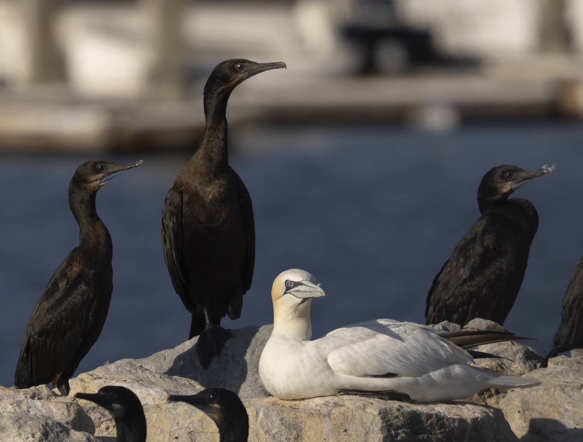Northern Gannet - ML644777139