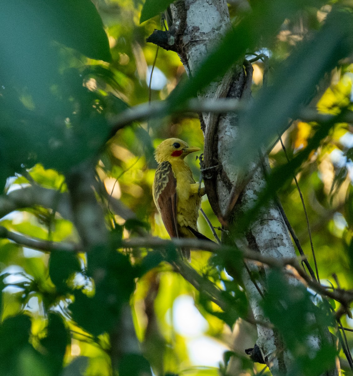 Cream-colored Woodpecker - ML644777142