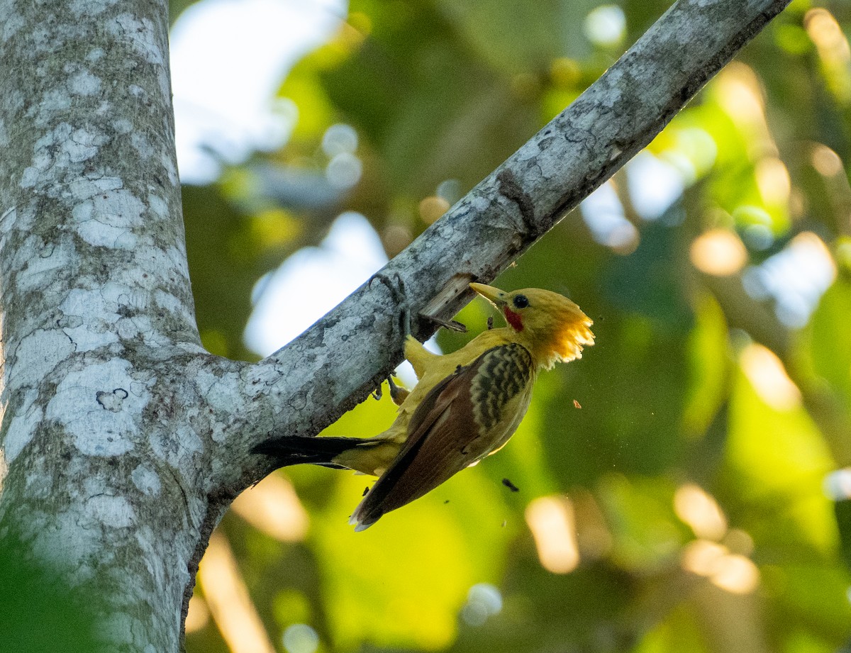 Cream-colored Woodpecker - ML644777143