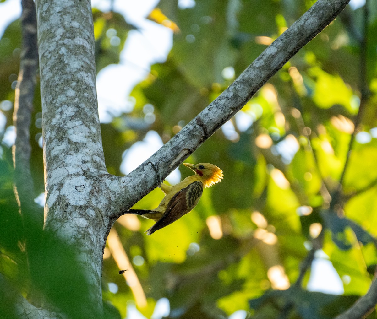 Cream-colored Woodpecker - ML644777148