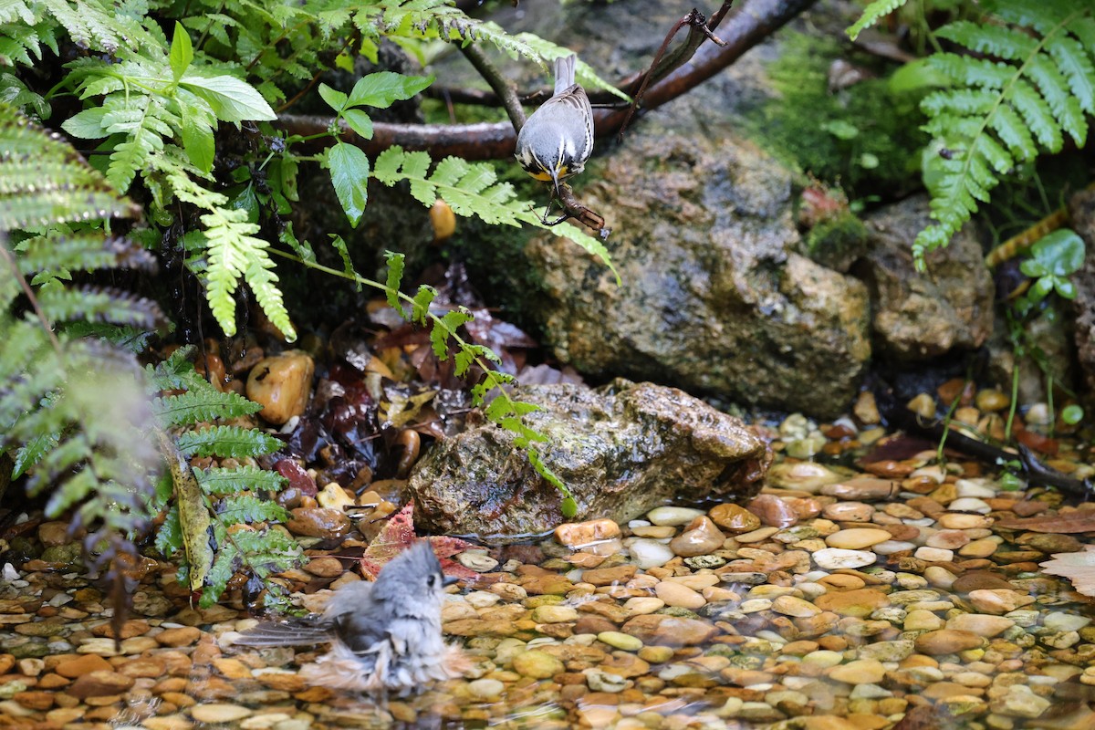 Goldkehl-Waldsänger - ML644777154