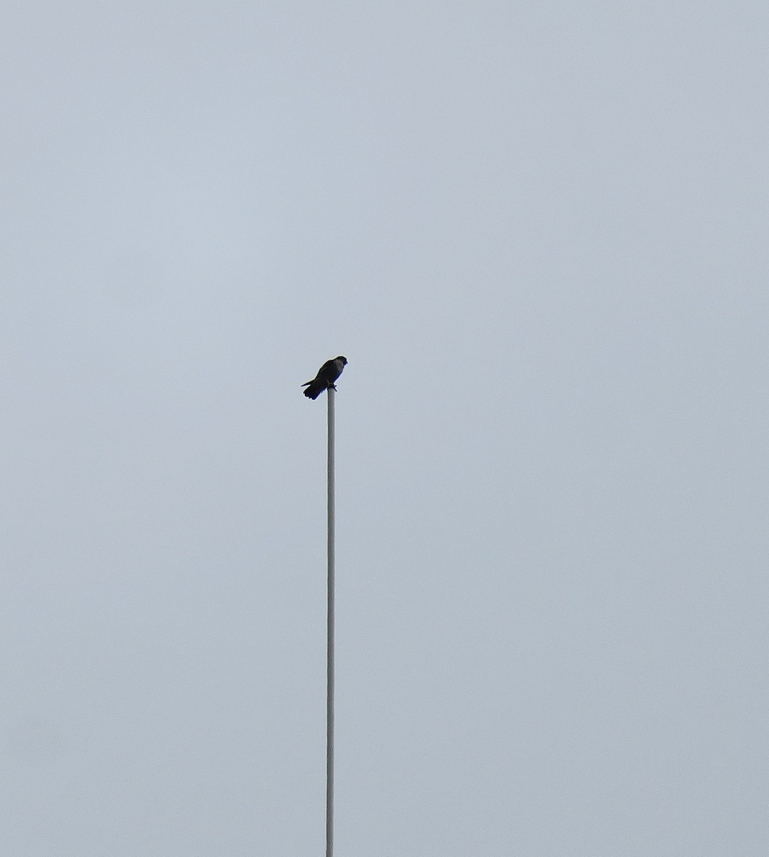 sokol stěhovavý - ML644777156