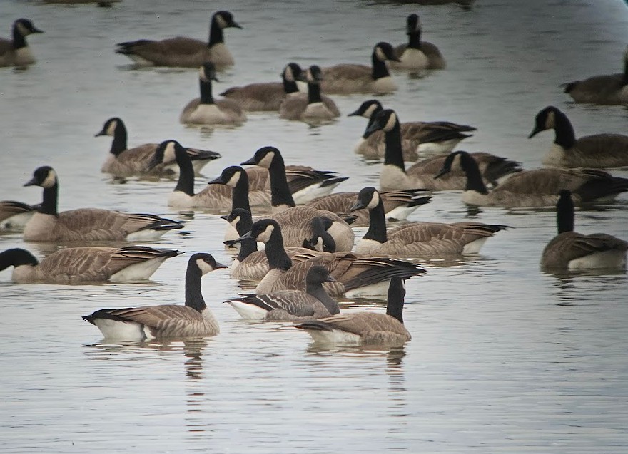 Brant - ML644777158