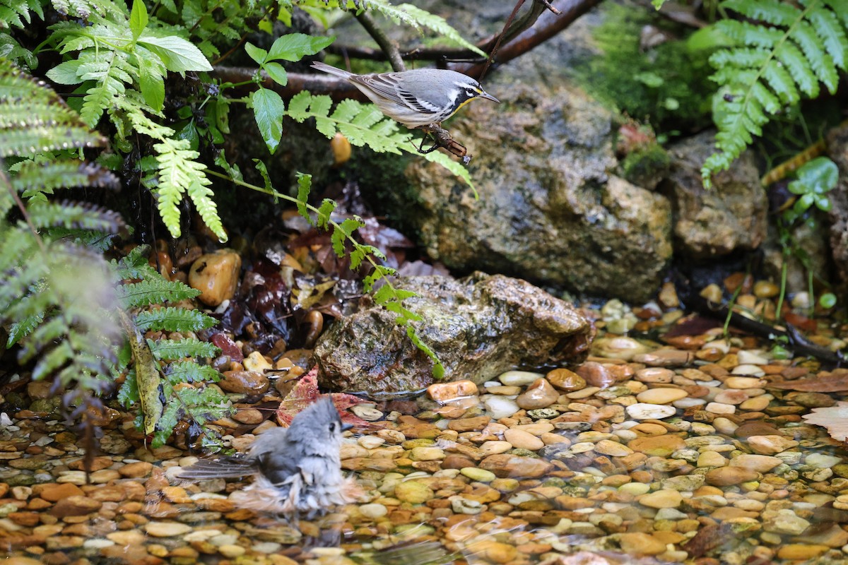 Goldkehl-Waldsänger - ML644777159