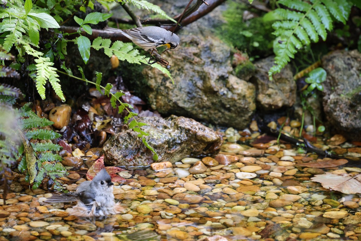 Goldkehl-Waldsänger - ML644777161