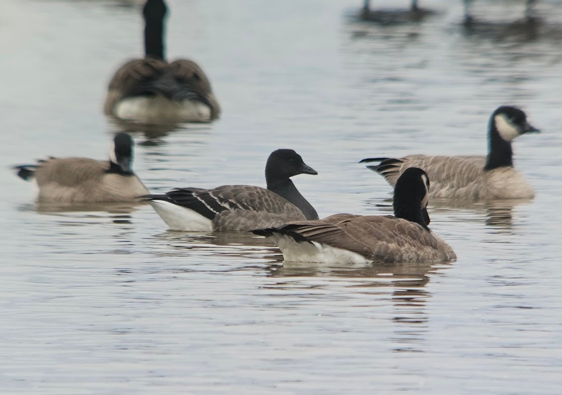 Brant - ML644777165