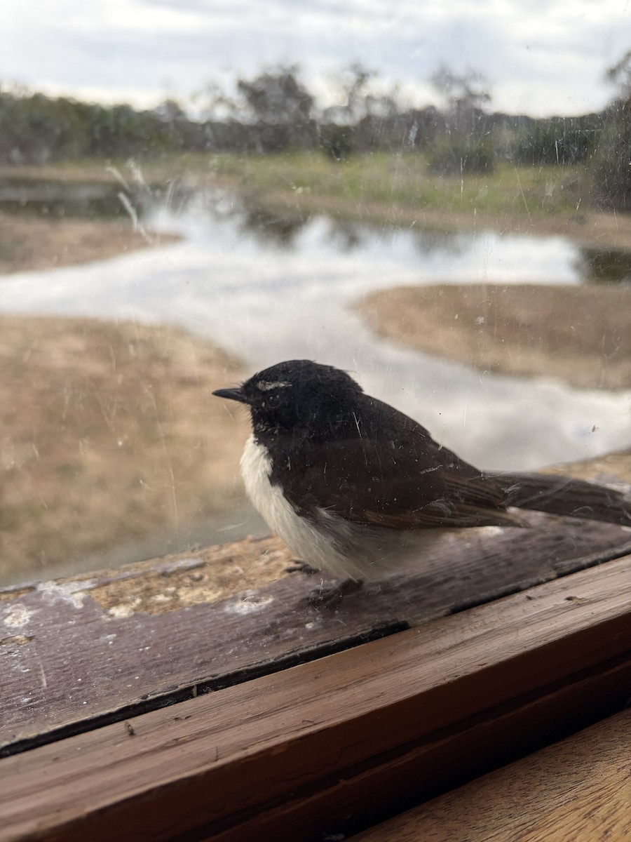 Willie-wagtail - ML644777166
