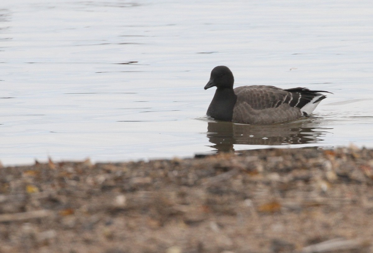 Brant - ML644777167