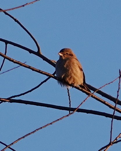 オオモズ - ML644777170