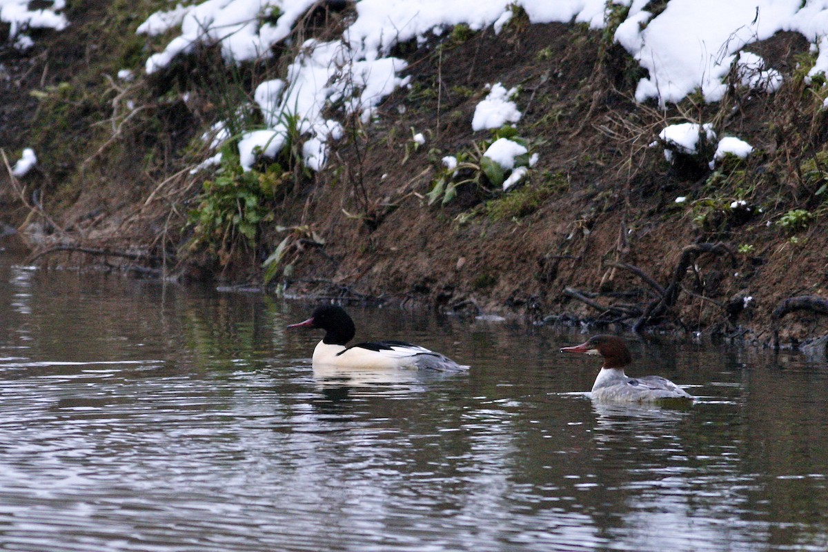 Smergo maggiore - ML644777172