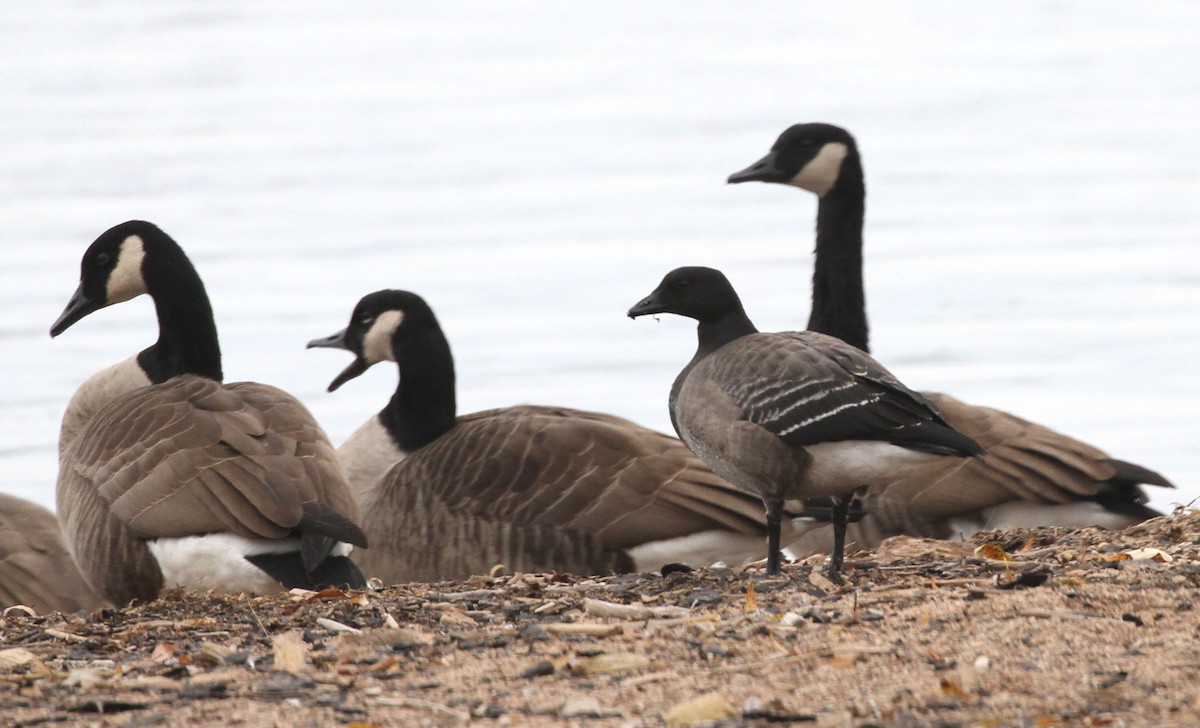 Brant - ML644777173