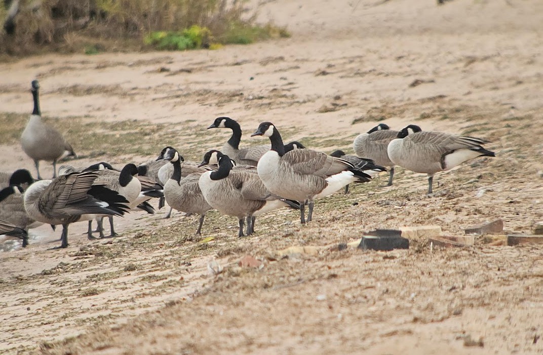 Brant - ML644777177