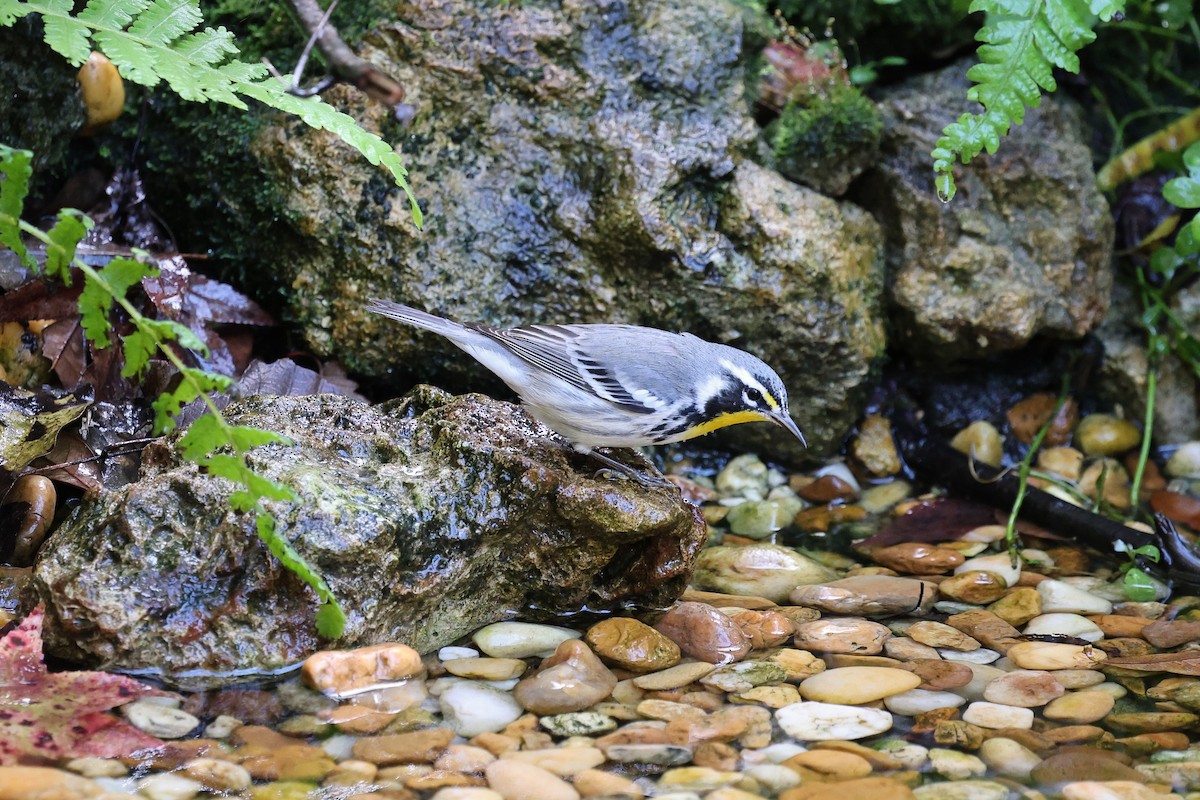 Goldkehl-Waldsänger - ML644777181