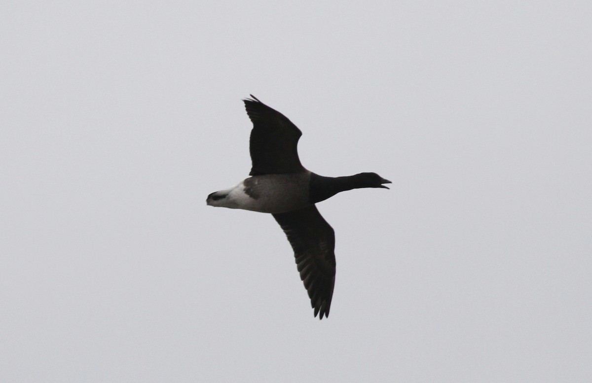 Brant - ML644777183