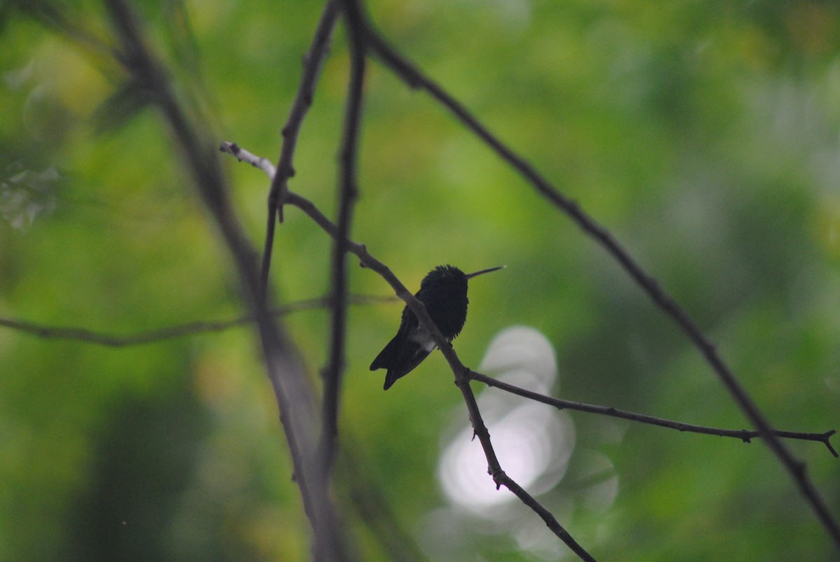 Красноклювый изумруд - ML644777186