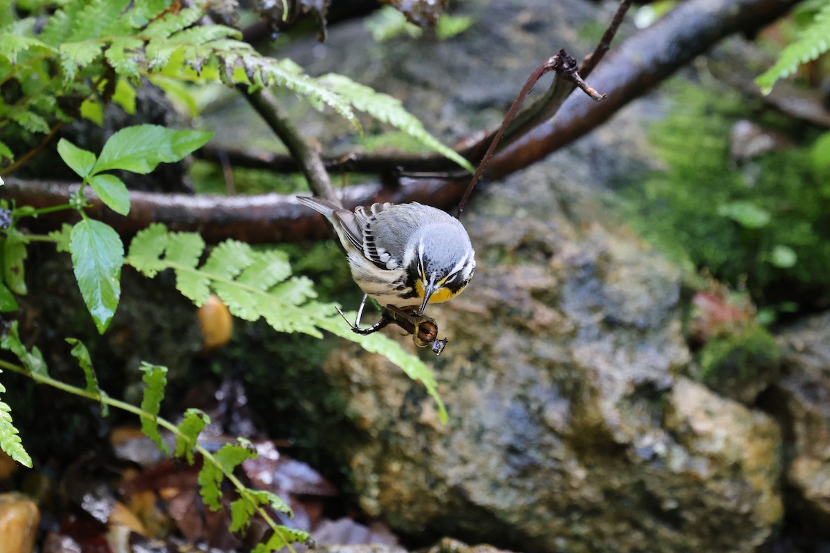 Goldkehl-Waldsänger - ML644777187