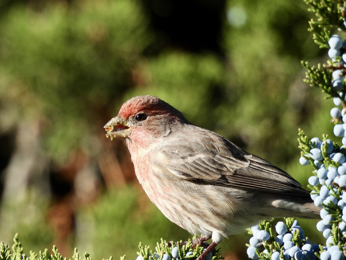 House Finch - ML644777188