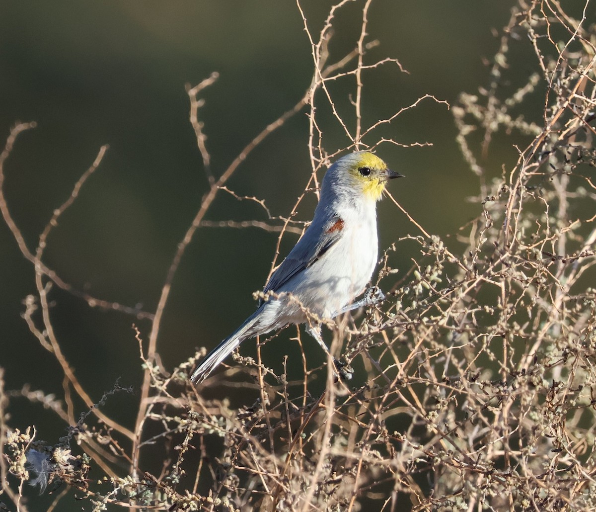 Verdin - ML644777189