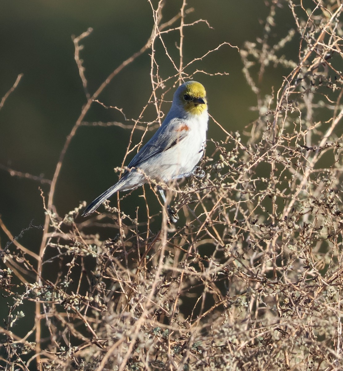 Verdin - ML644777190