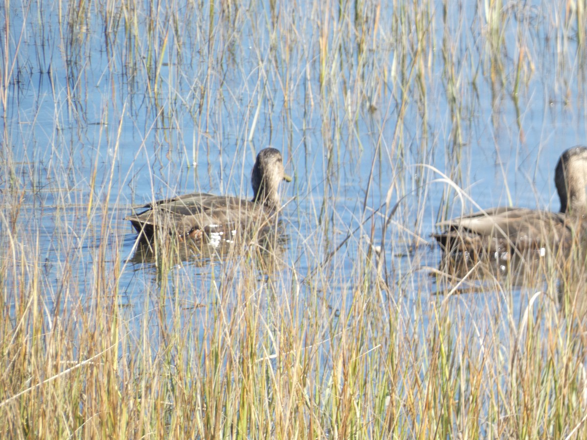 American Black Duck - ML644777192