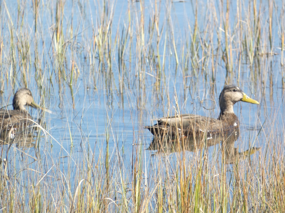 American Black Duck - ML644777193