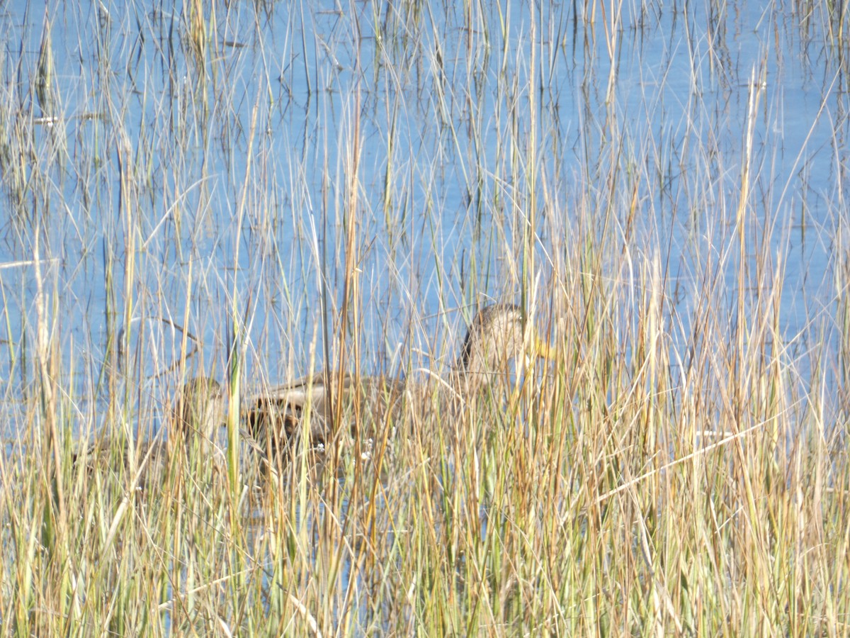 American Black Duck - ML644777194