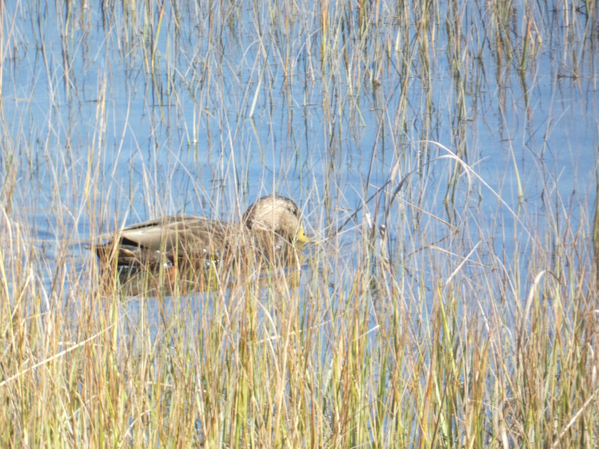 American Black Duck - ML644777195
