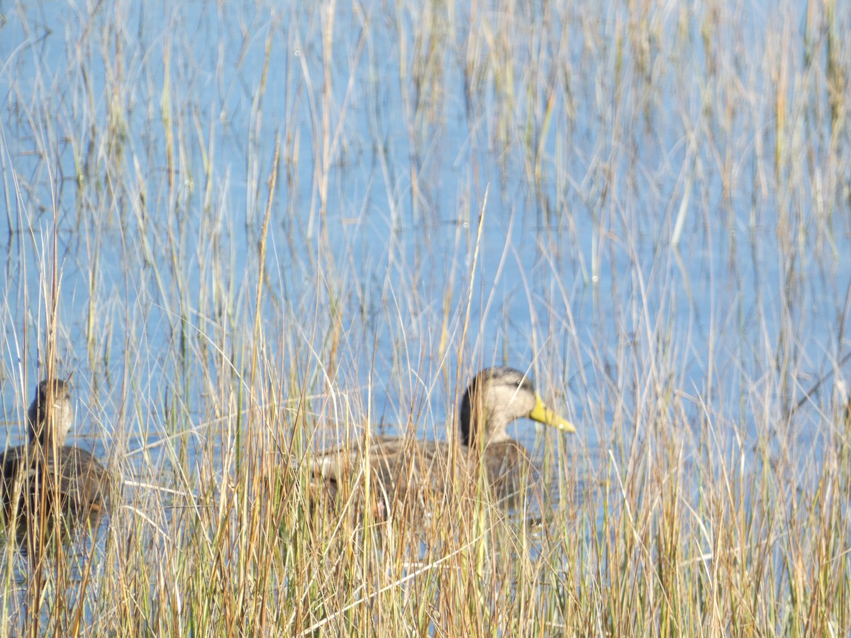 American Black Duck - ML644777196