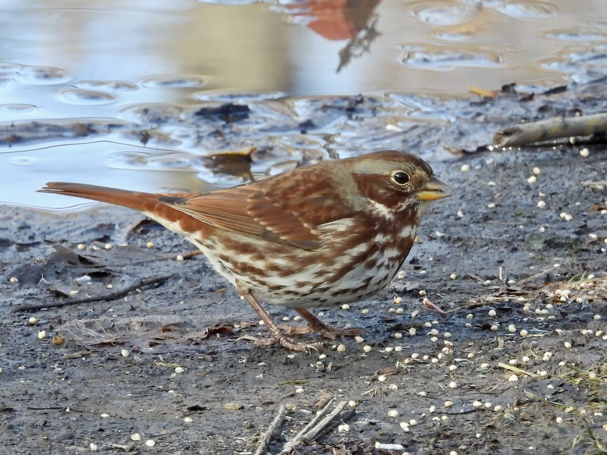 Fox Sparrow - ML644777206