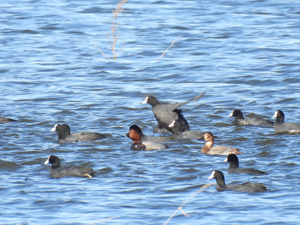 taffeland - ML644777219