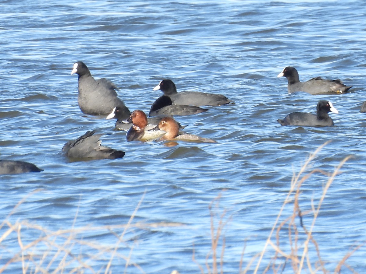 taffeland - ML644777220