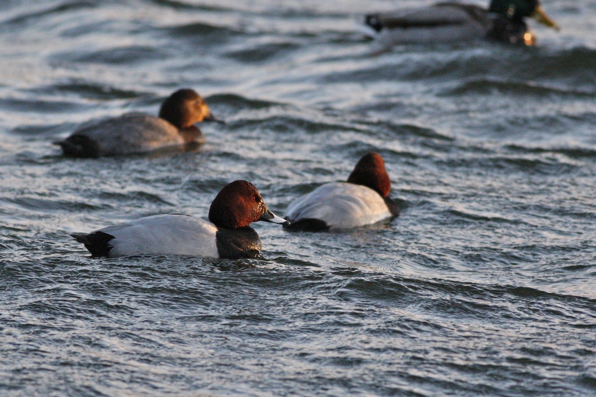 Moriglione - ML644777250