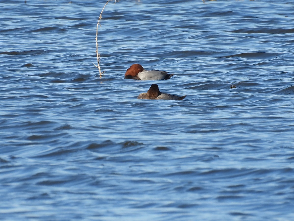 taffeland - ML644777251