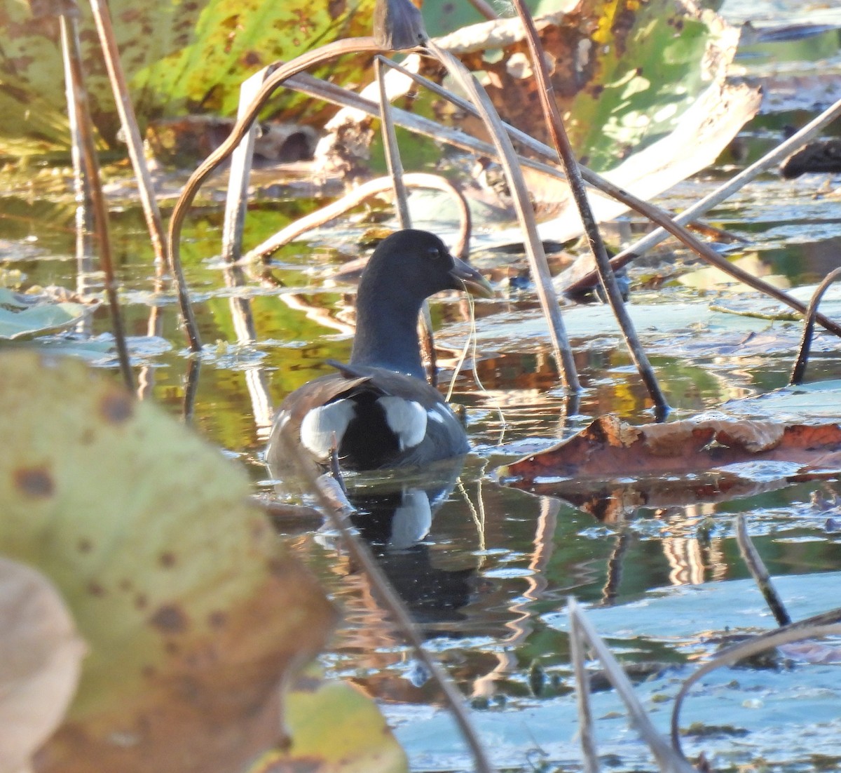 Amerika Sutavuğu - ML644777282