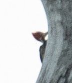 Crimson-crested Woodpecker - ML644777301