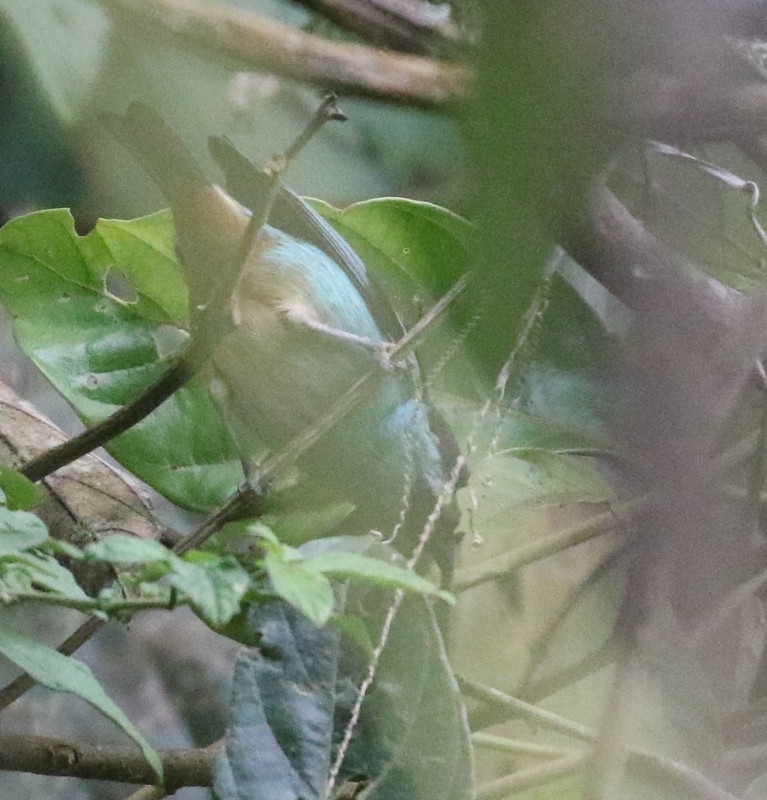 Metallic-green Tanager - ML644777317