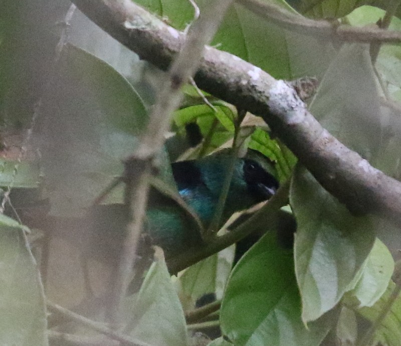 Metallic-green Tanager - ML644777318