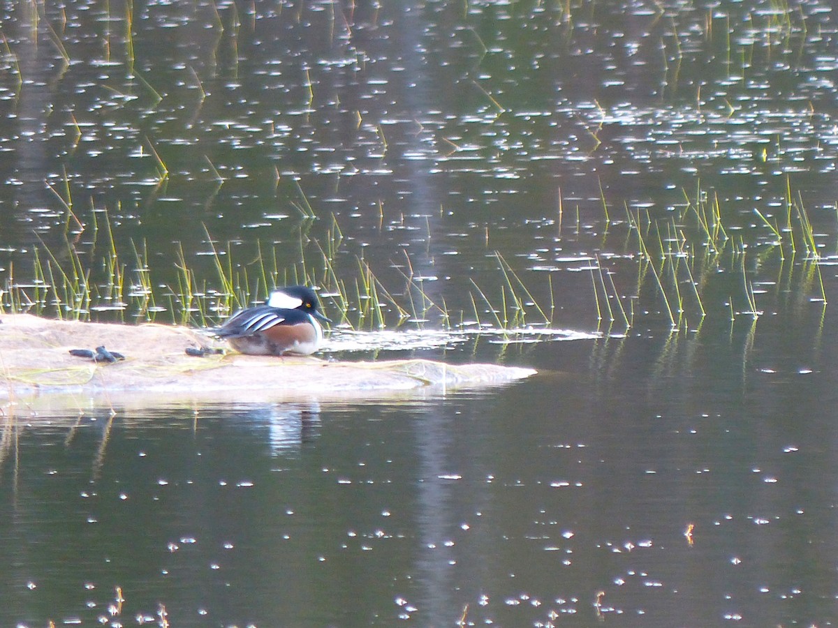 Hooded Merganser - ML644777326