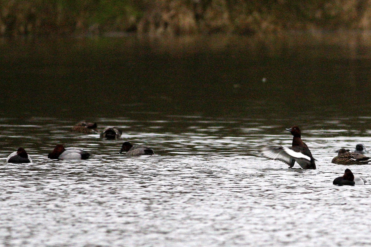 Moretta tabaccata - ML644777332