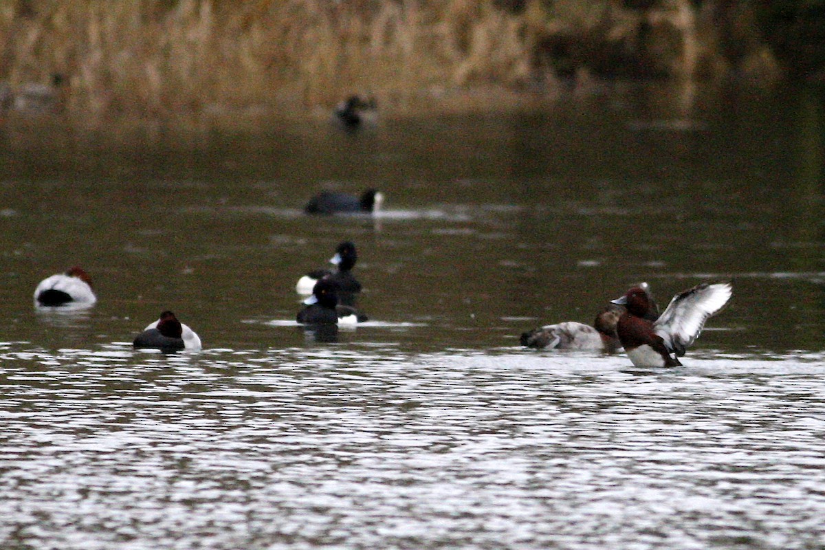 Moretta tabaccata - ML644777333