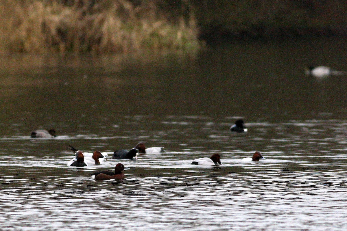 Moretta tabaccata - ML644777334