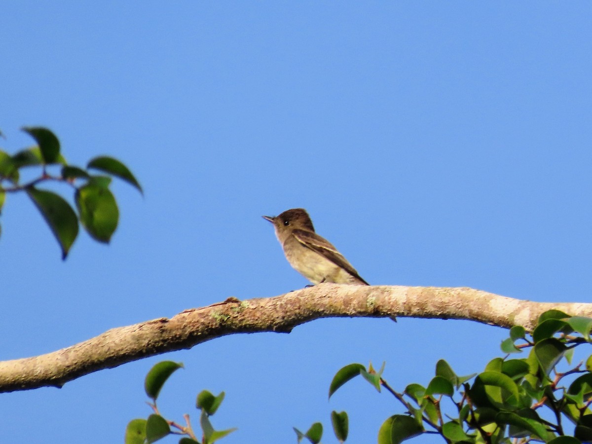 Pioui de l'Ouest - ML644777338