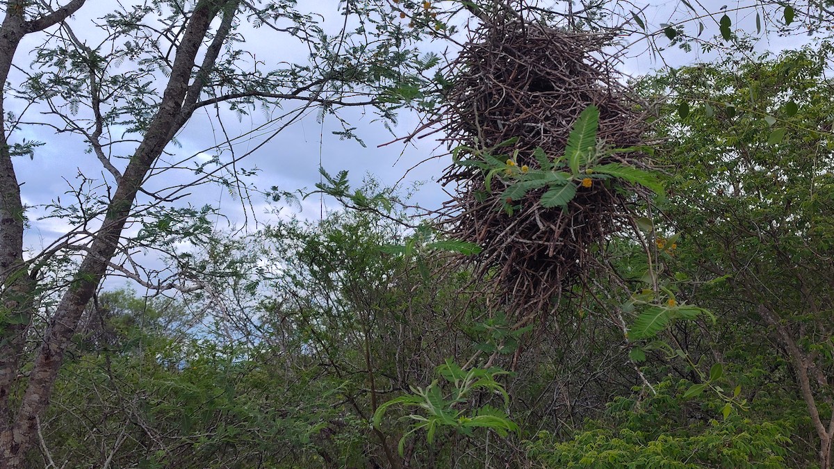 Rufous-fronted Thornbird (Rufous-fronted) - ML644777340