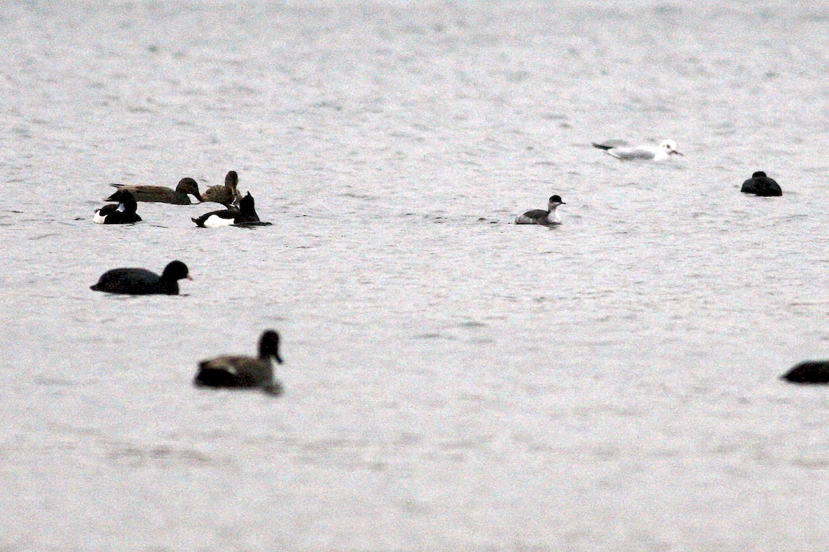 Svasso piccolo - ML644777364