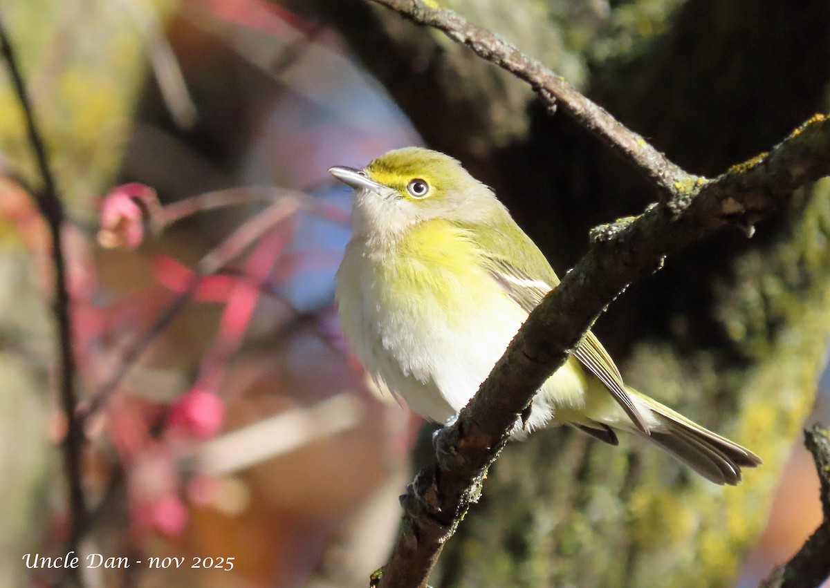 ויראו לבן-עין - ML644777381