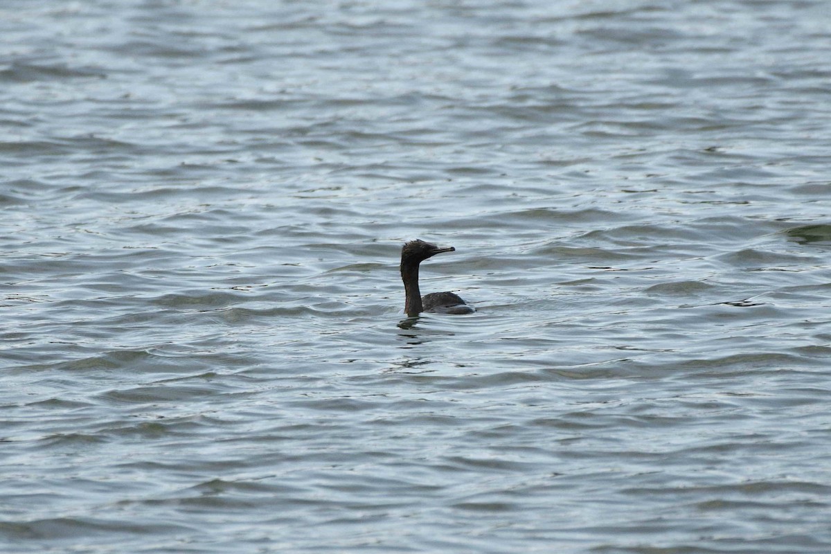 Pelajik Karabatak - ML644777400